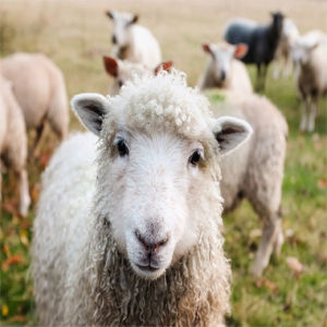 Read more about the article Why are we called sheep?