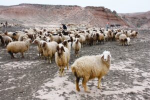 Why is Jesus called the Good Shepherd?