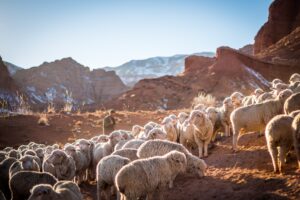 Why is Jesus called the Good Shepherd?