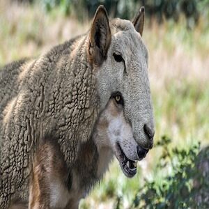 Wolves among the sheep: false prophets explained